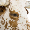 Brown and White Texas Longhorn