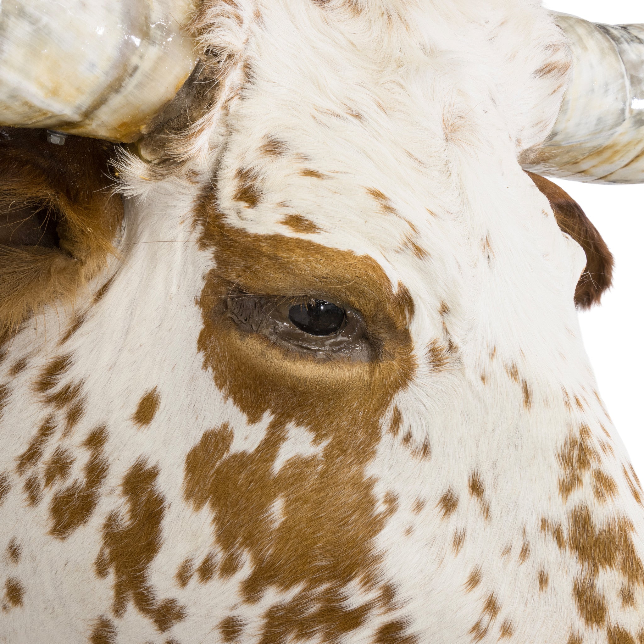 Brown and White Texas Longhorn