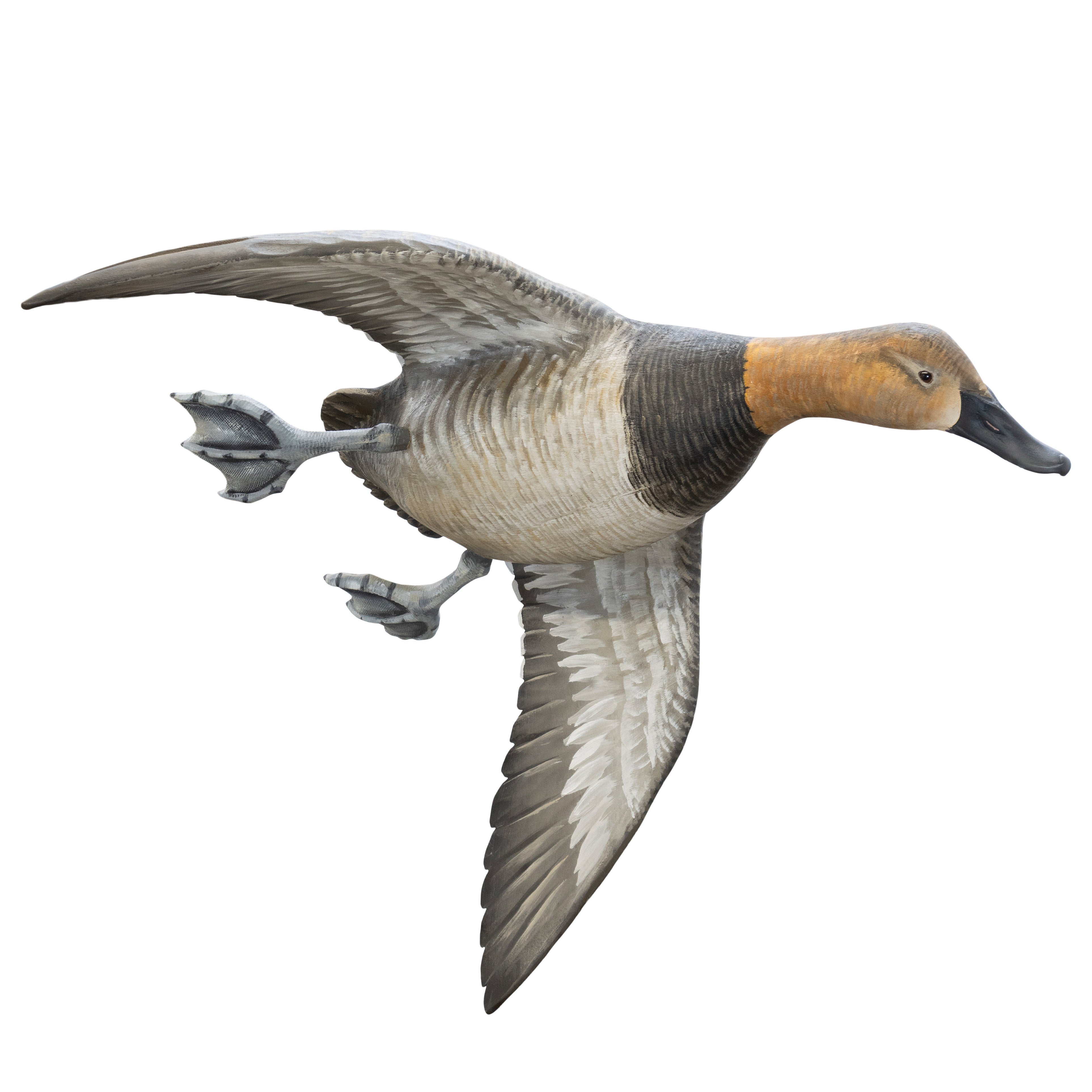 Pair Flying Canvasback Decoys by Borrett