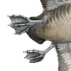 Pair Flying Canvasback Decoys by Borrett