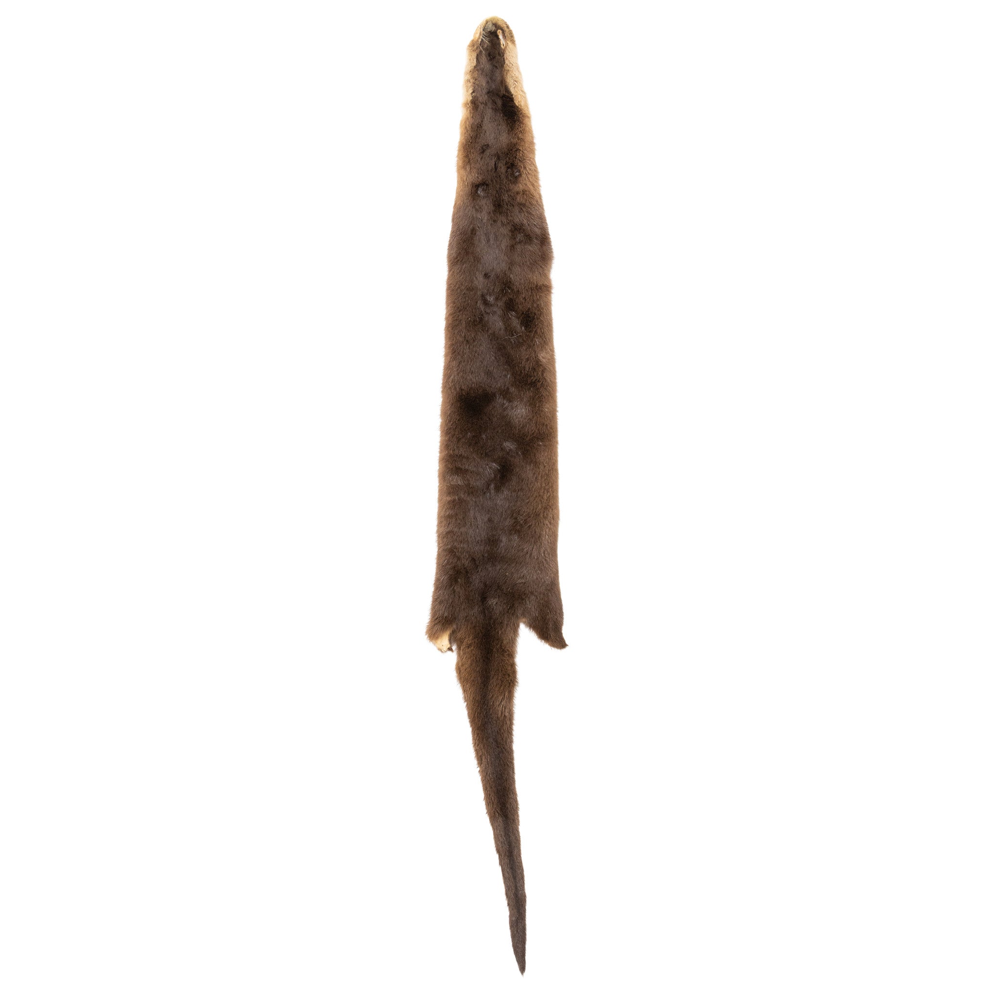 Otter Pelt, Furnishings, Taxidermy, Other