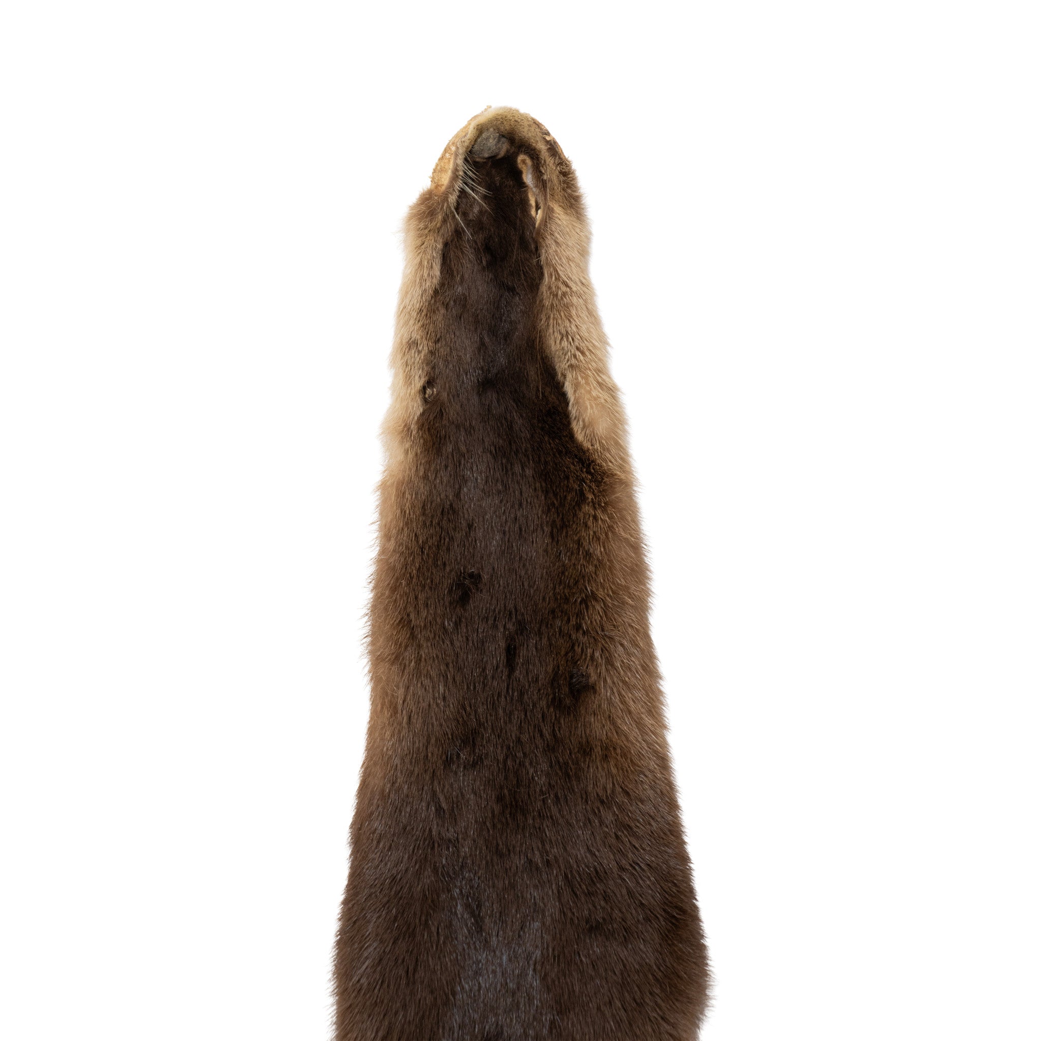 Otter Pelt