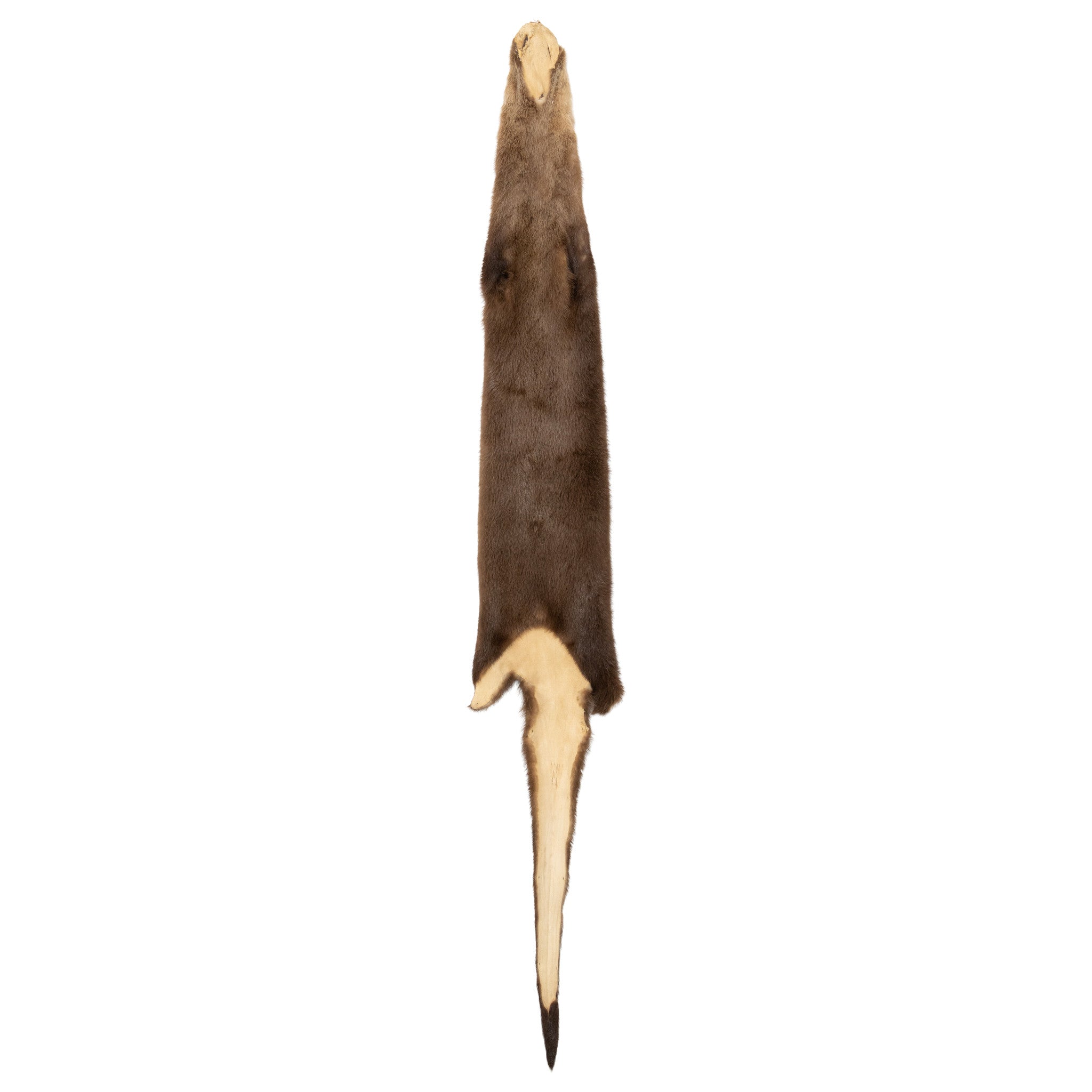 Otter Pelt