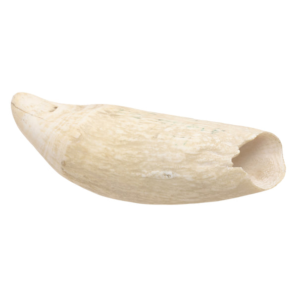 Large Sperm Whale Tooth, Native, Carving, Ivory