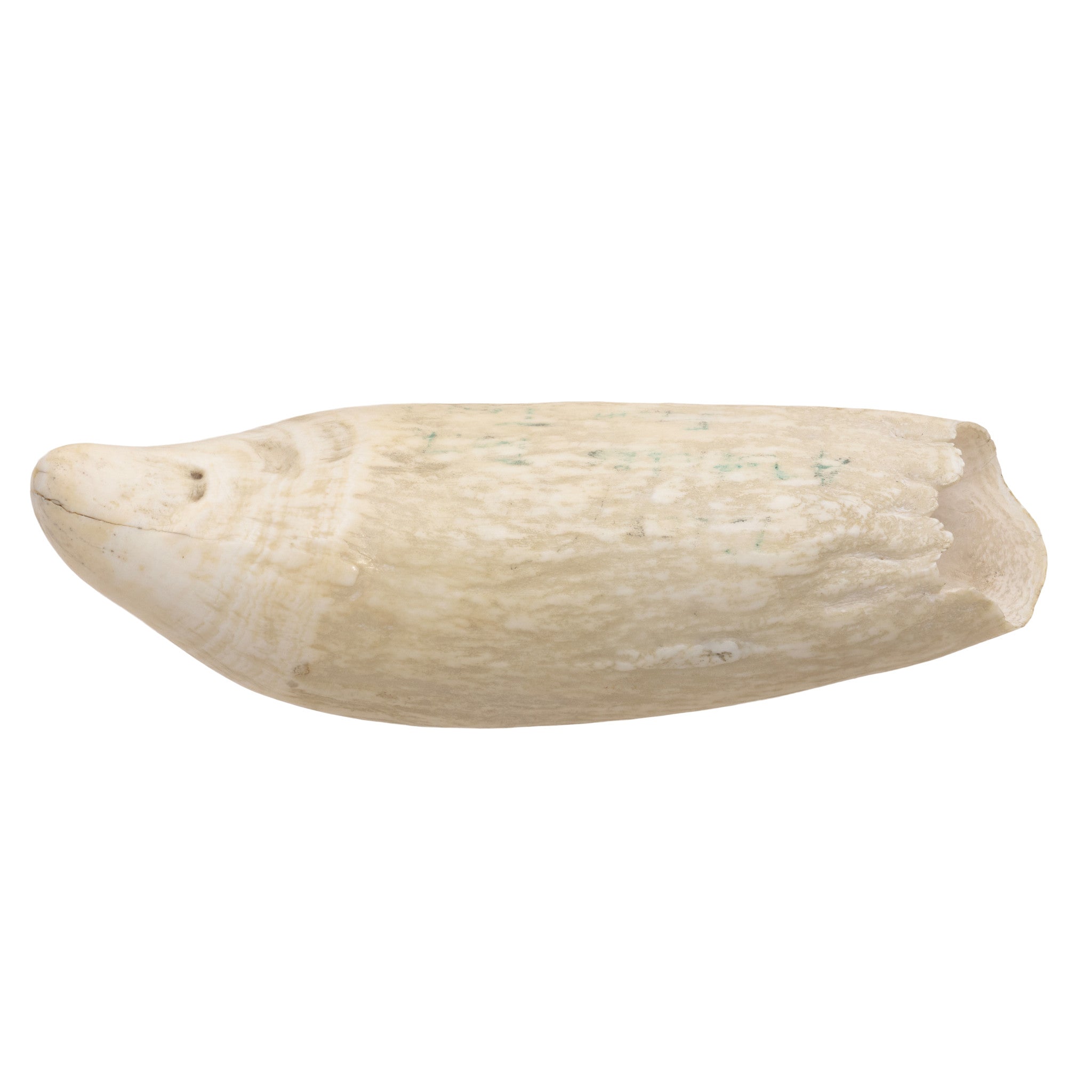 Large Sperm Whale Tooth
