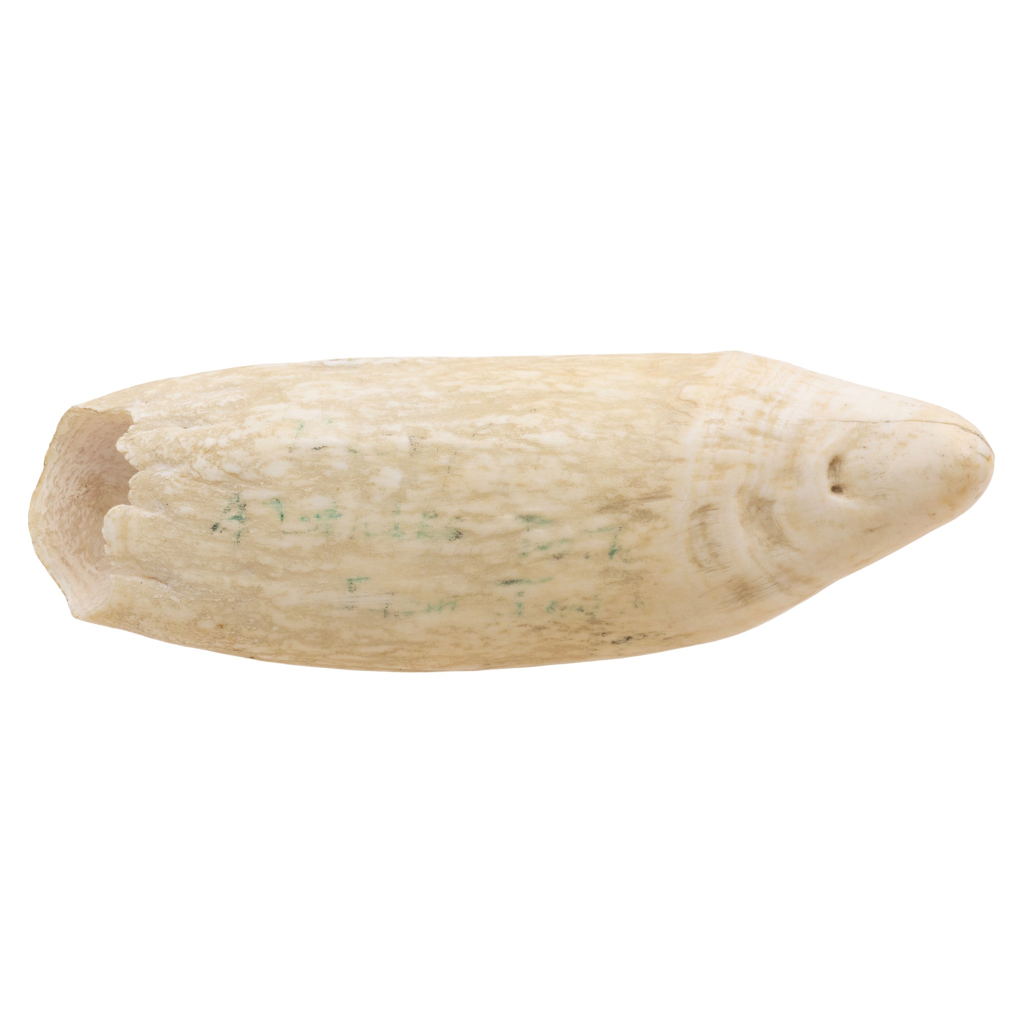Large Sperm Whale Tooth