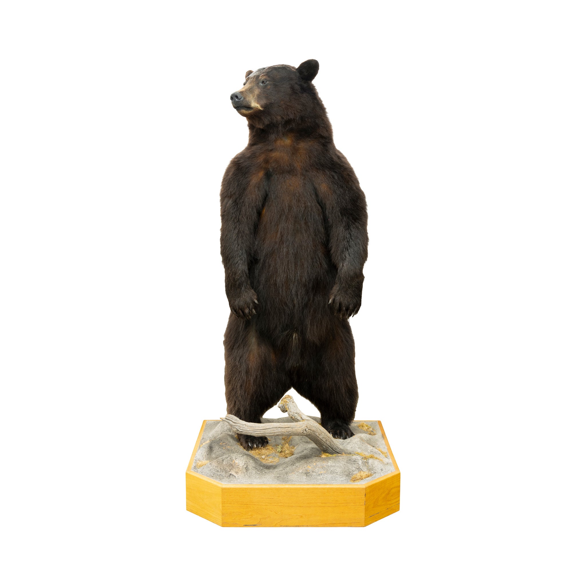 Standing Black Bear, Furnishings, Taxidermy, Bear