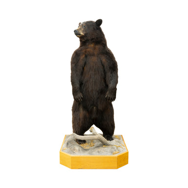 Standing Black Bear, Furnishings, Taxidermy, Bear
