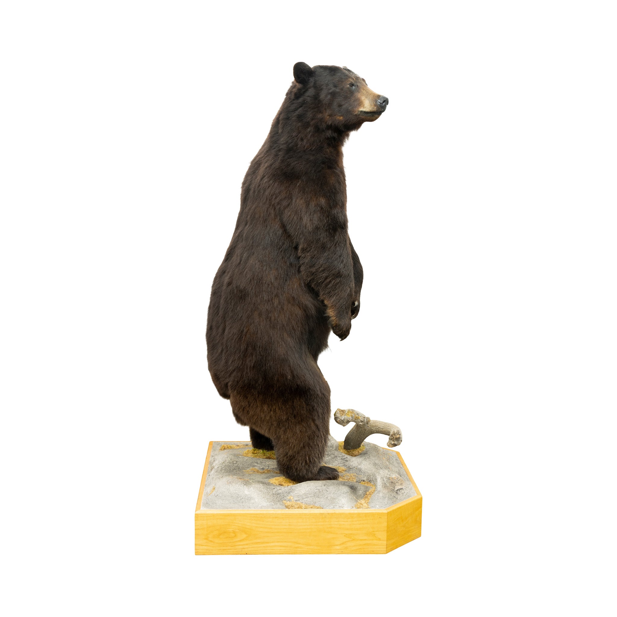 Standing Black Bear
