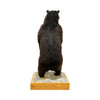 Standing Black Bear