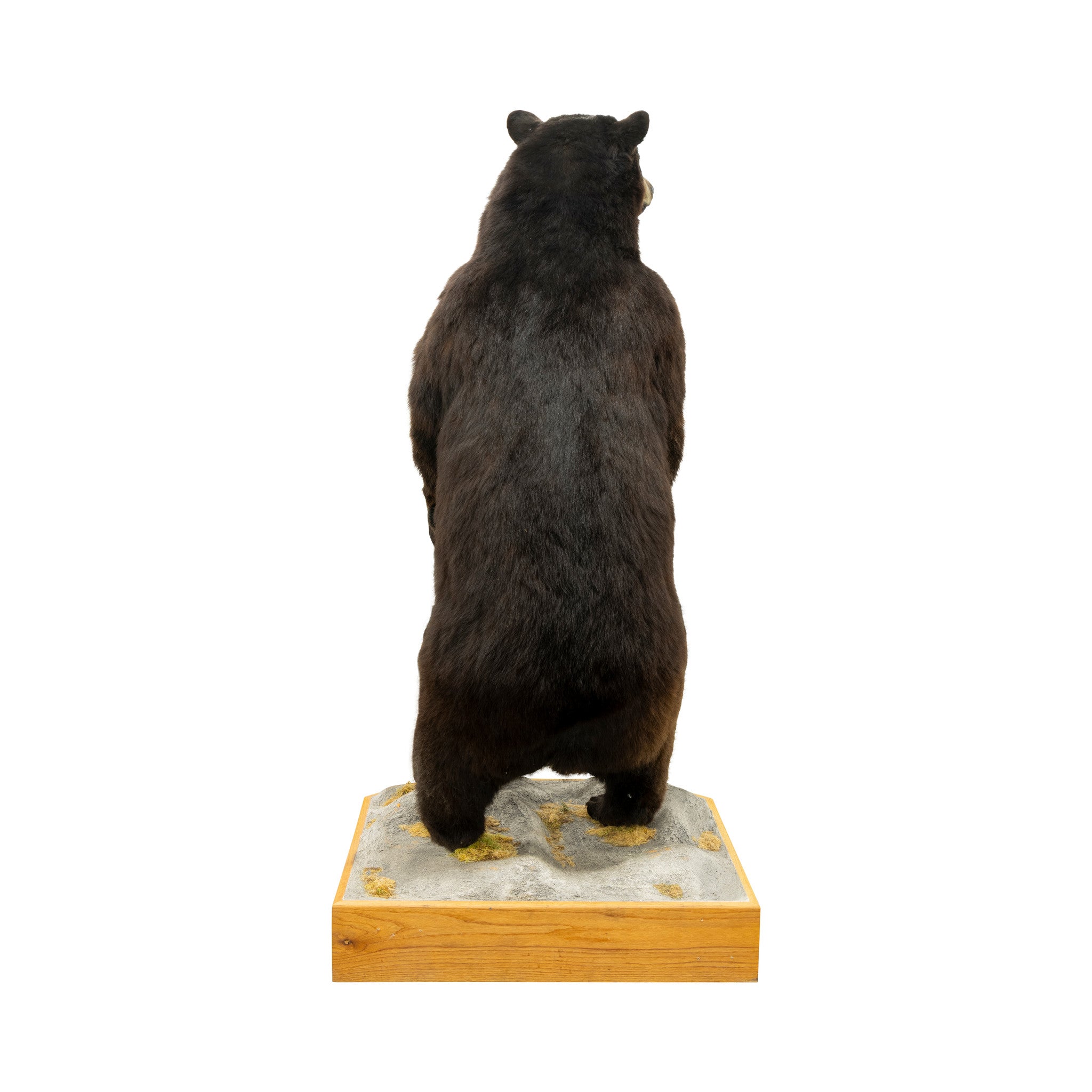 Standing Black Bear
