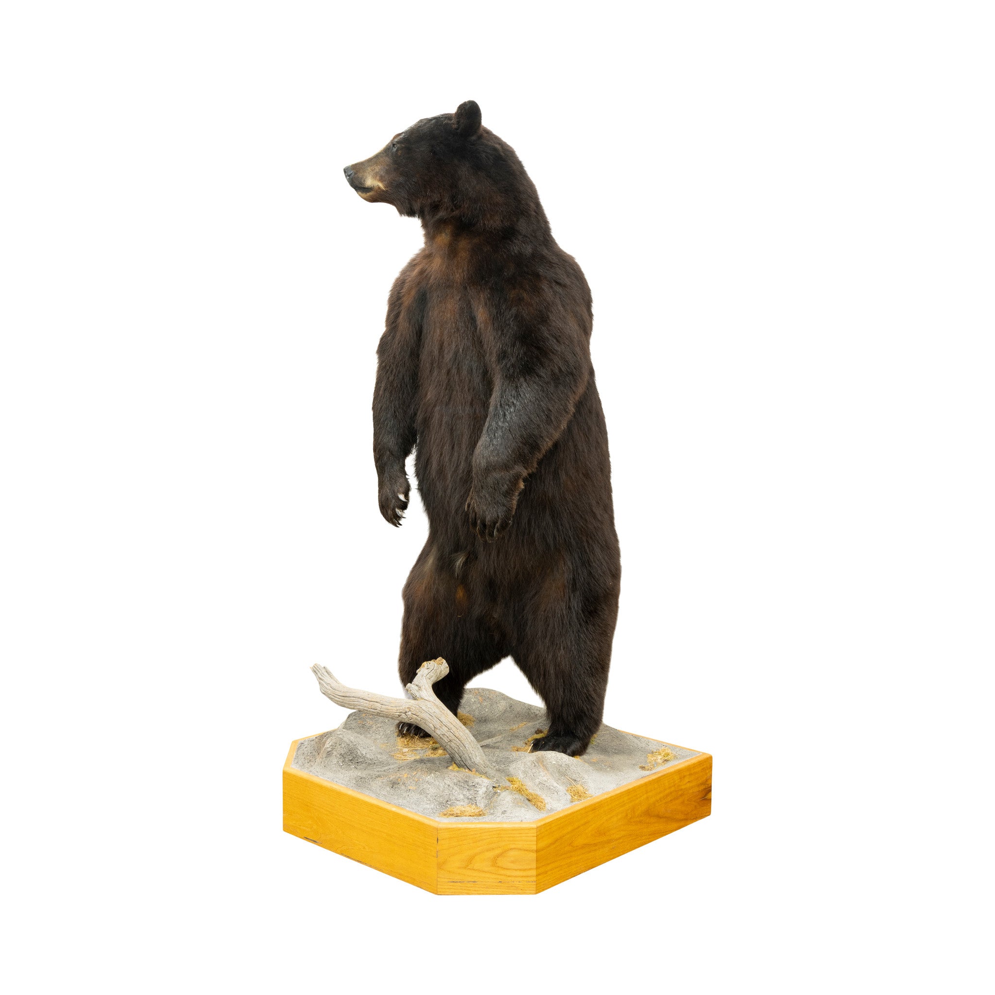 Standing Black Bear