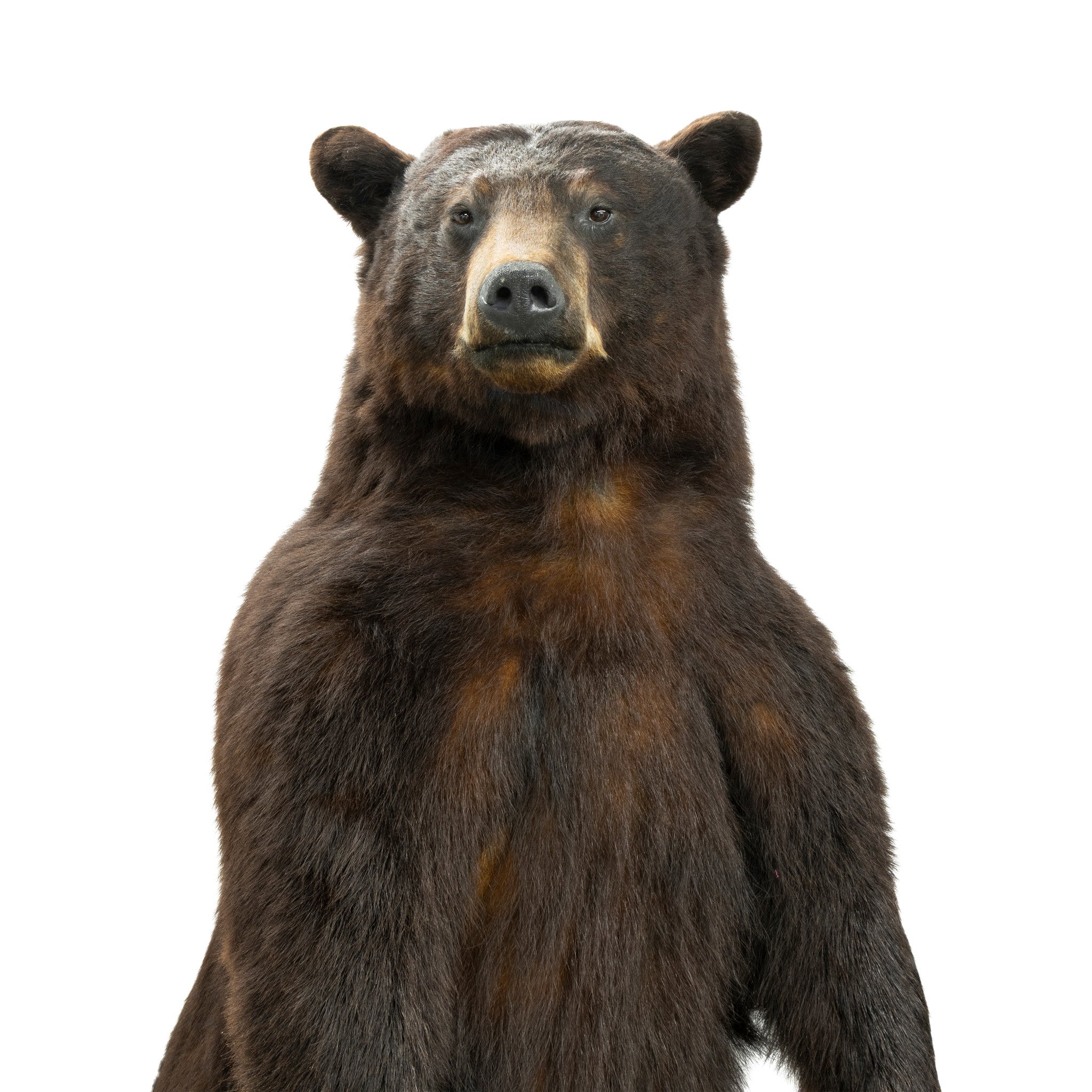 Standing Black Bear