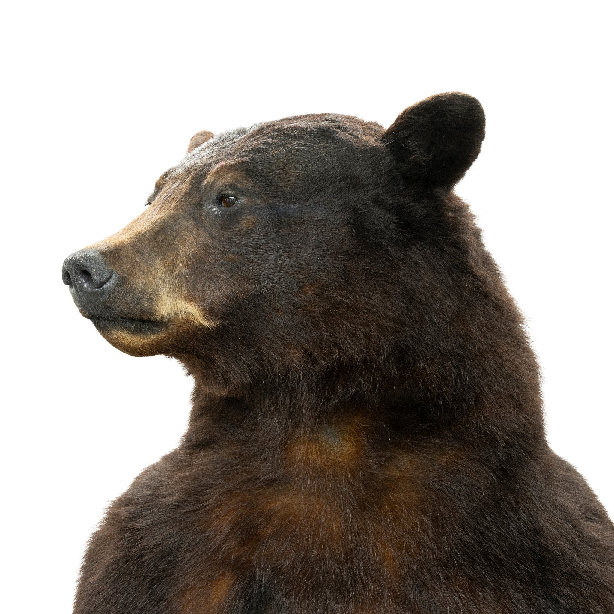 Standing Black Bear