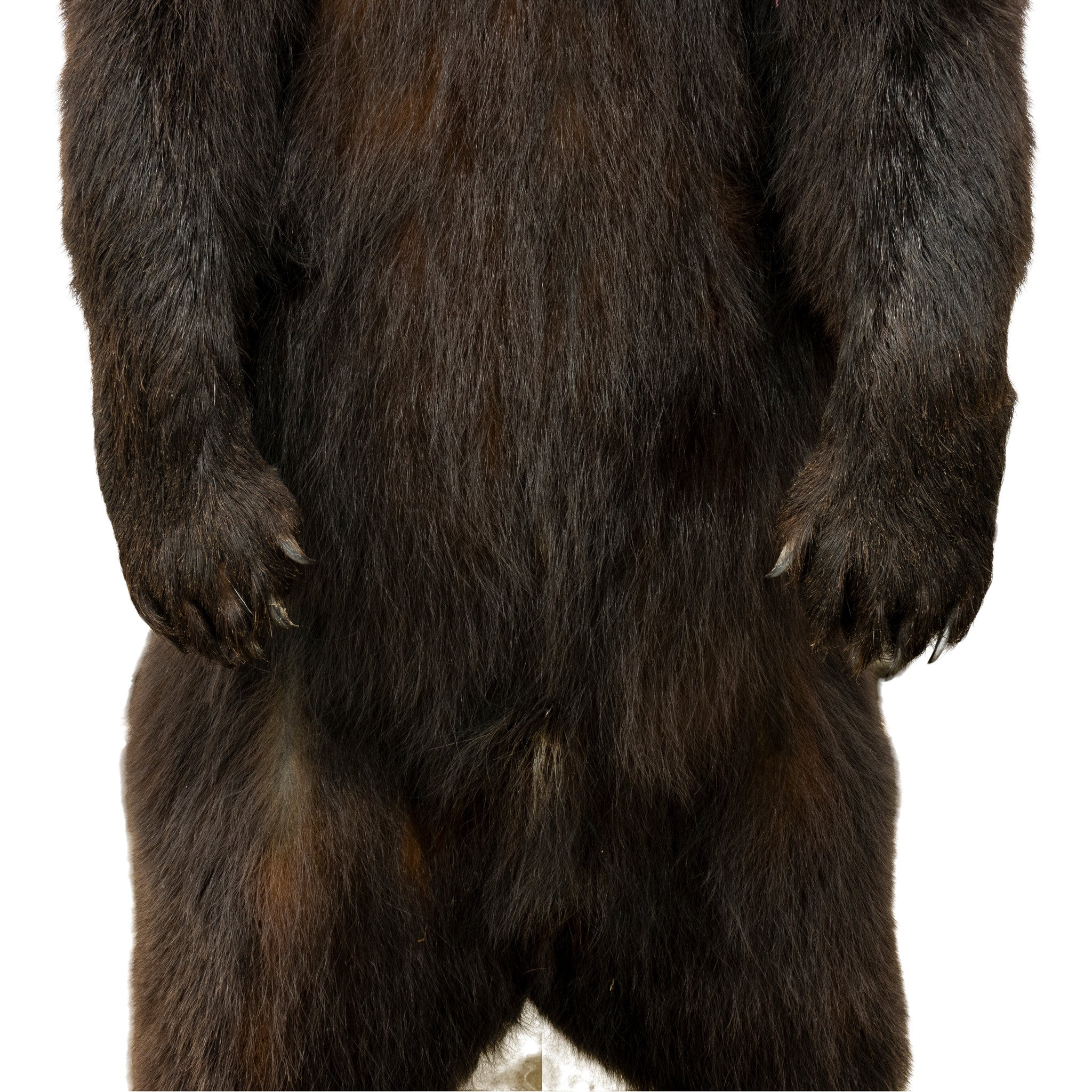 Standing Black Bear