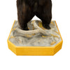 Standing Black Bear
