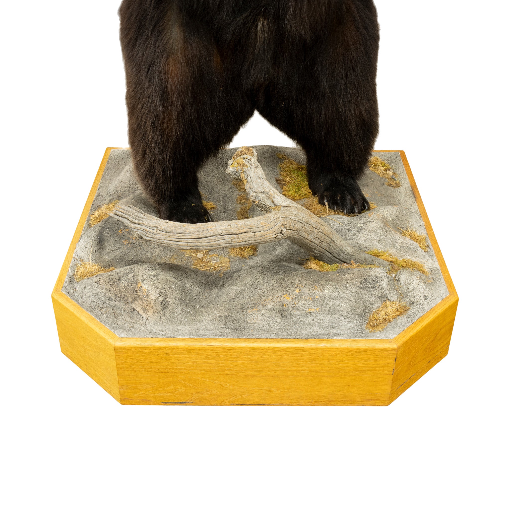 Standing Black Bear