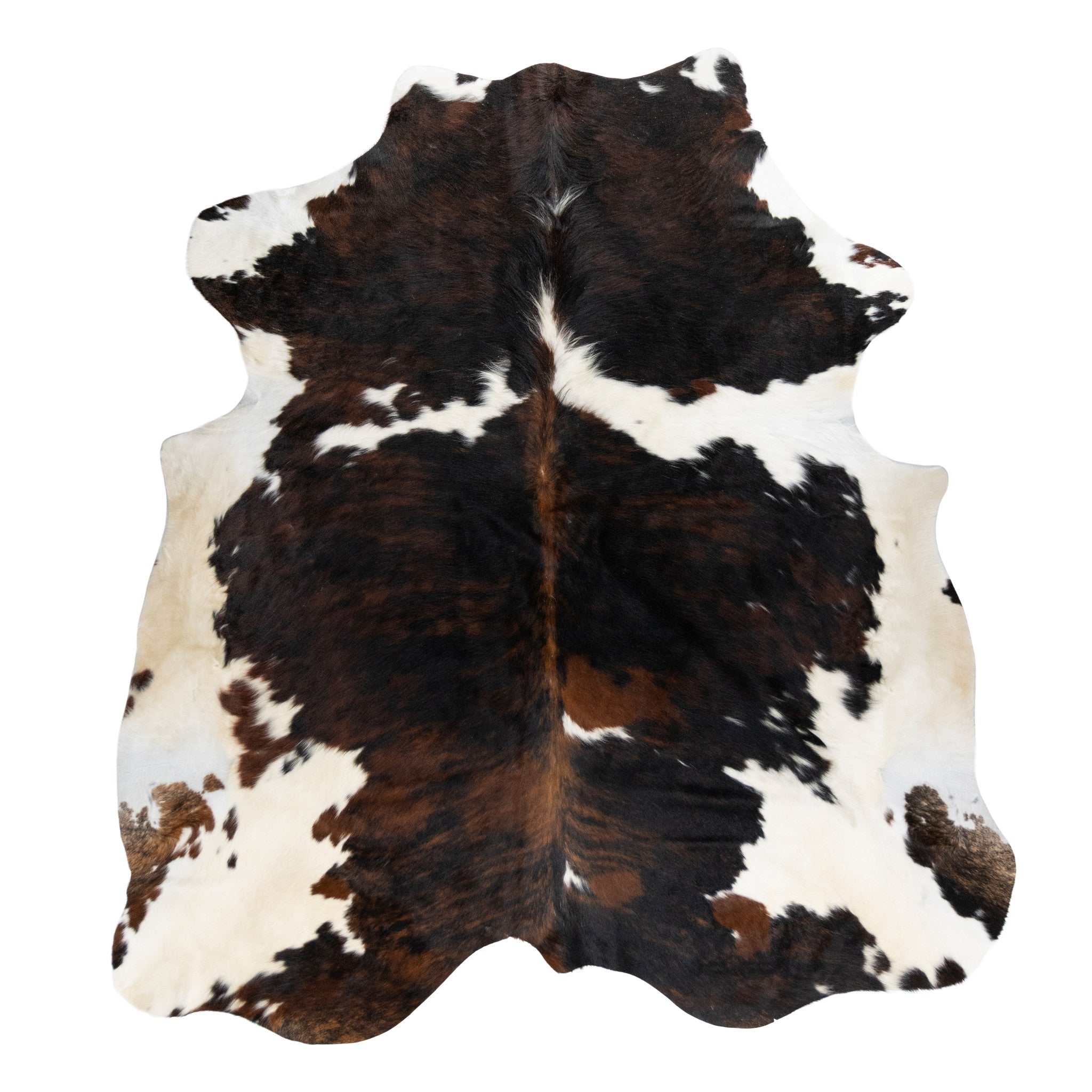 Longhorn Hide, Furnishings, Taxidermy, Longhorn
