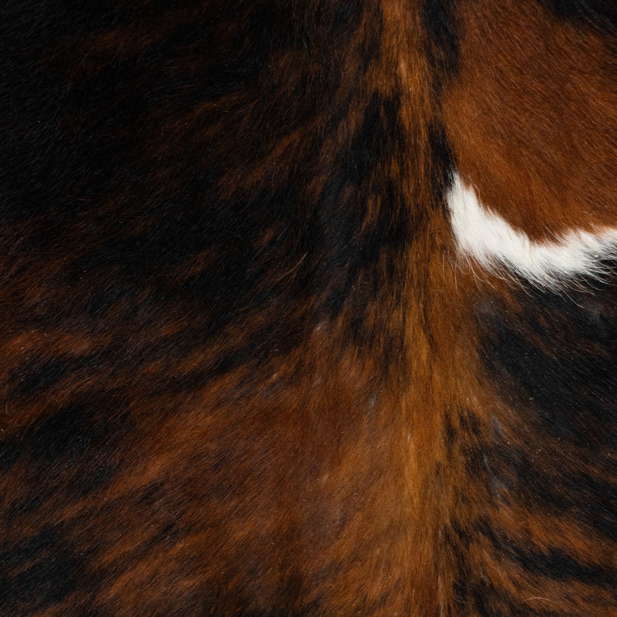 Longhorn Hide