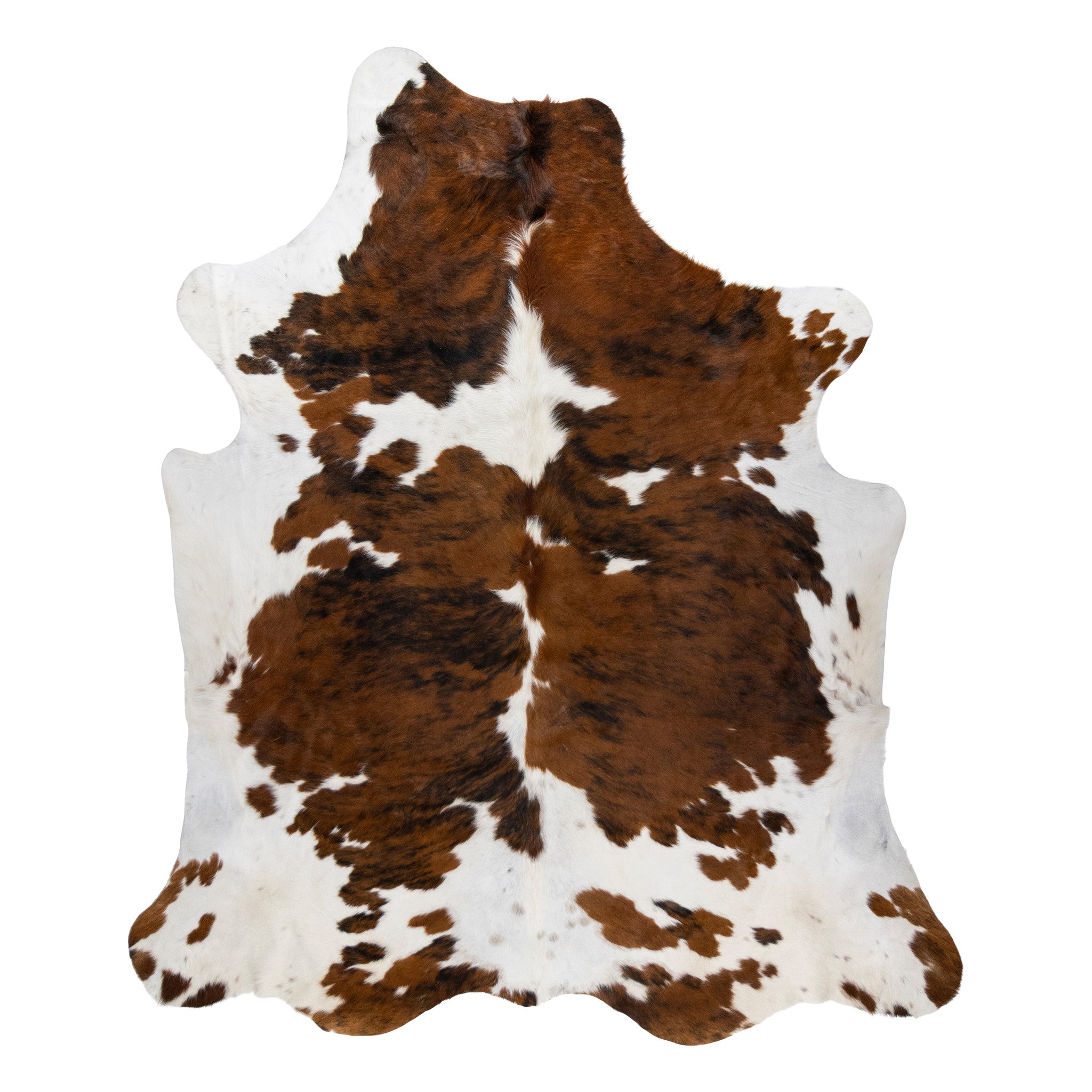 Longhorn Hide, Furnishings, Taxidermy, Longhorn