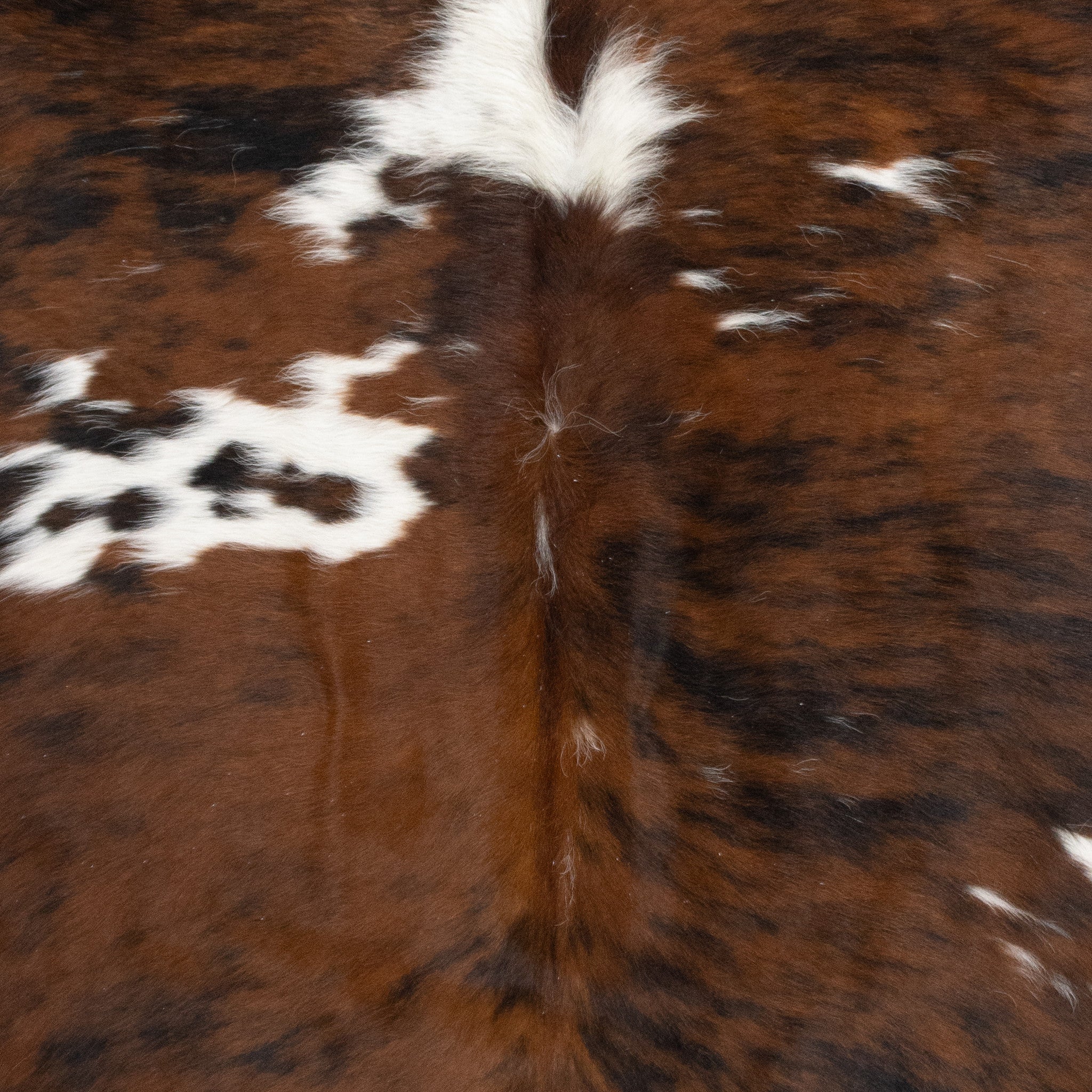 Longhorn Hide
