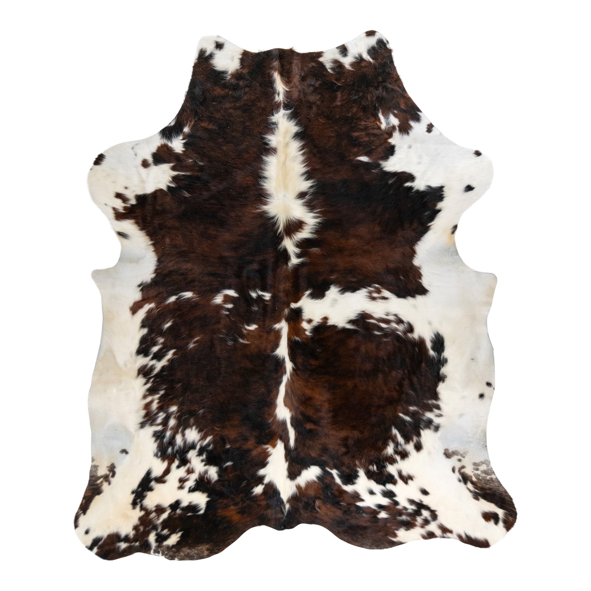 Longhorn Hide, Furnishings, Taxidermy, Longhorn