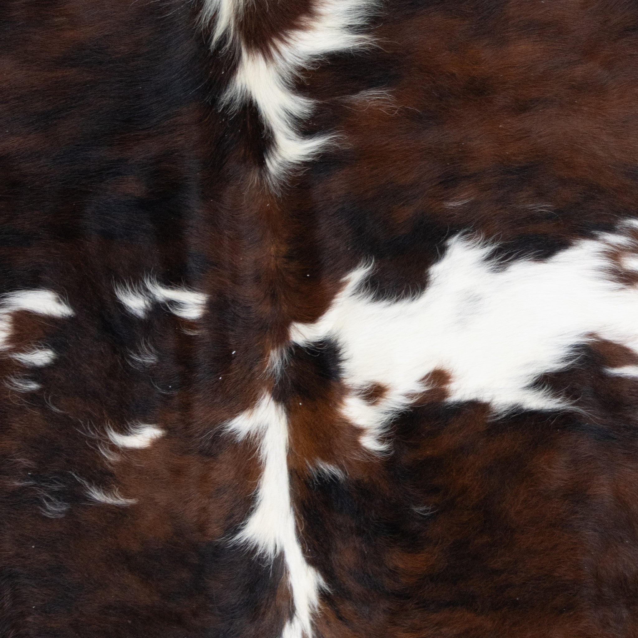 Longhorn Hide