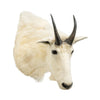 Rocky Mountain Goat Shoulder Mount, Furnishings, Taxidermy, Other