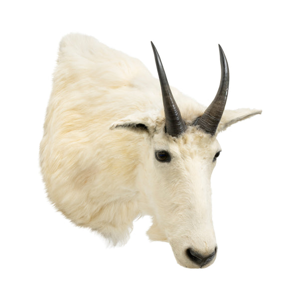 Rocky Mountain Goat Shoulder Mount, Furnishings, Taxidermy, Other
