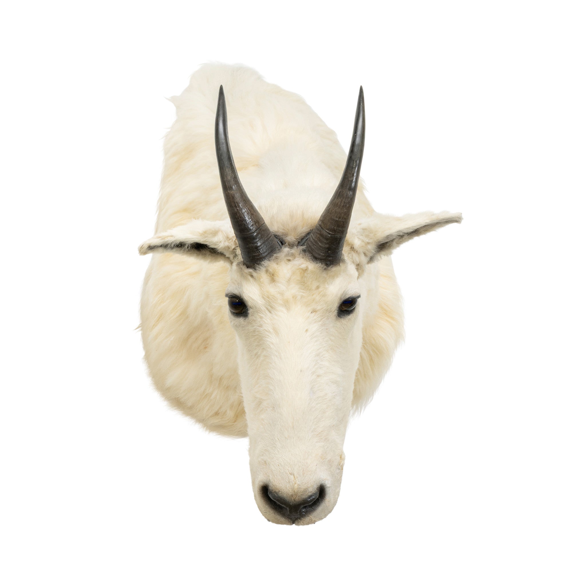 Rocky Mountain Goat Shoulder Mount