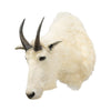 Rocky Mountain Goat Shoulder Mount