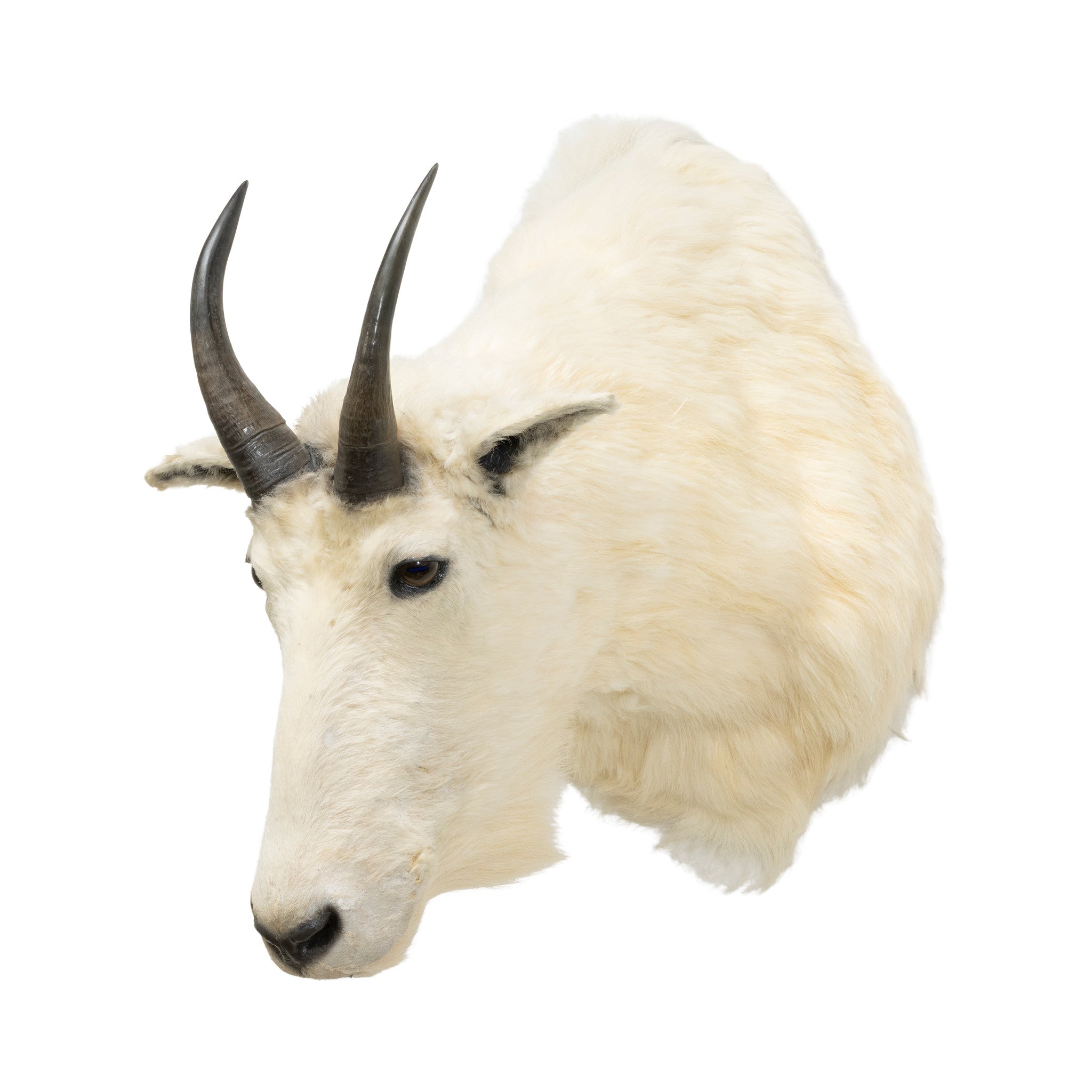 Rocky Mountain Goat Shoulder Mount