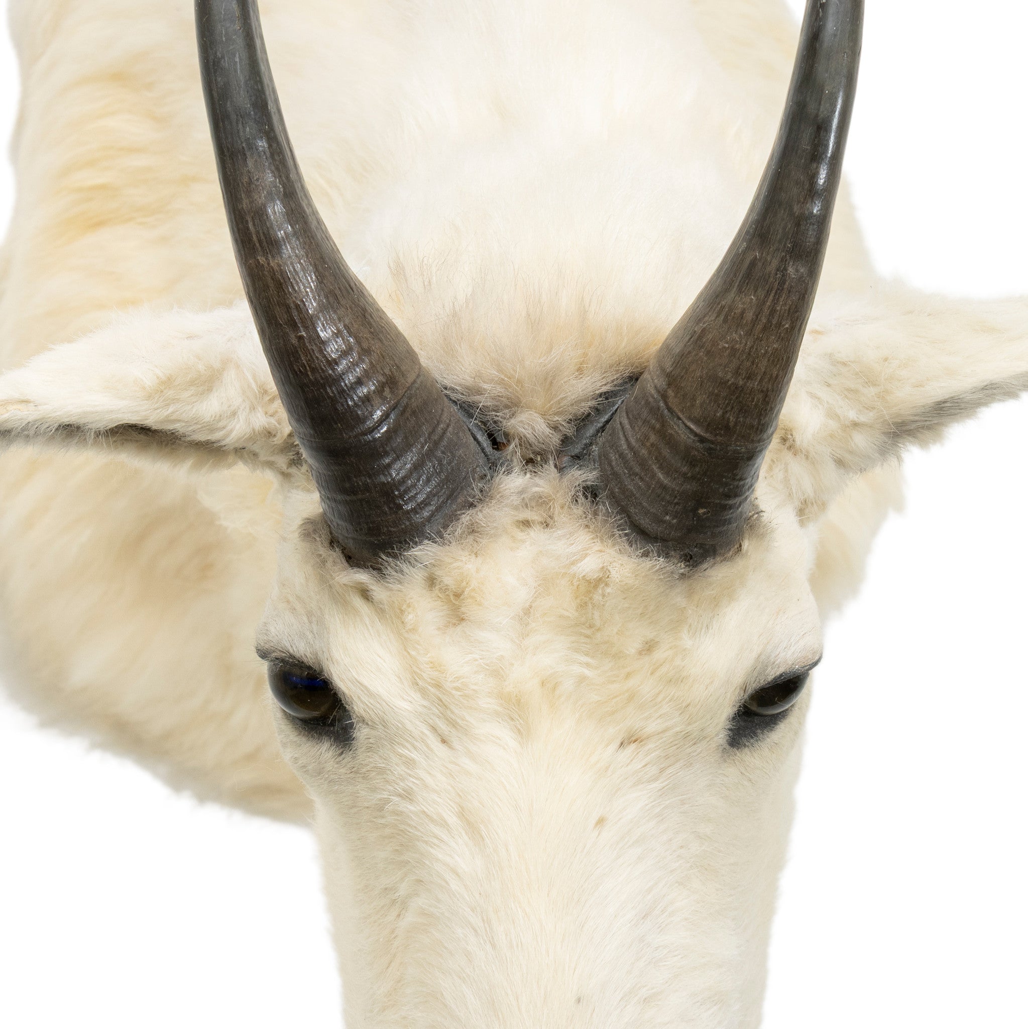 Rocky Mountain Goat Shoulder Mount