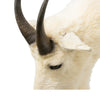 Rocky Mountain Goat Shoulder Mount