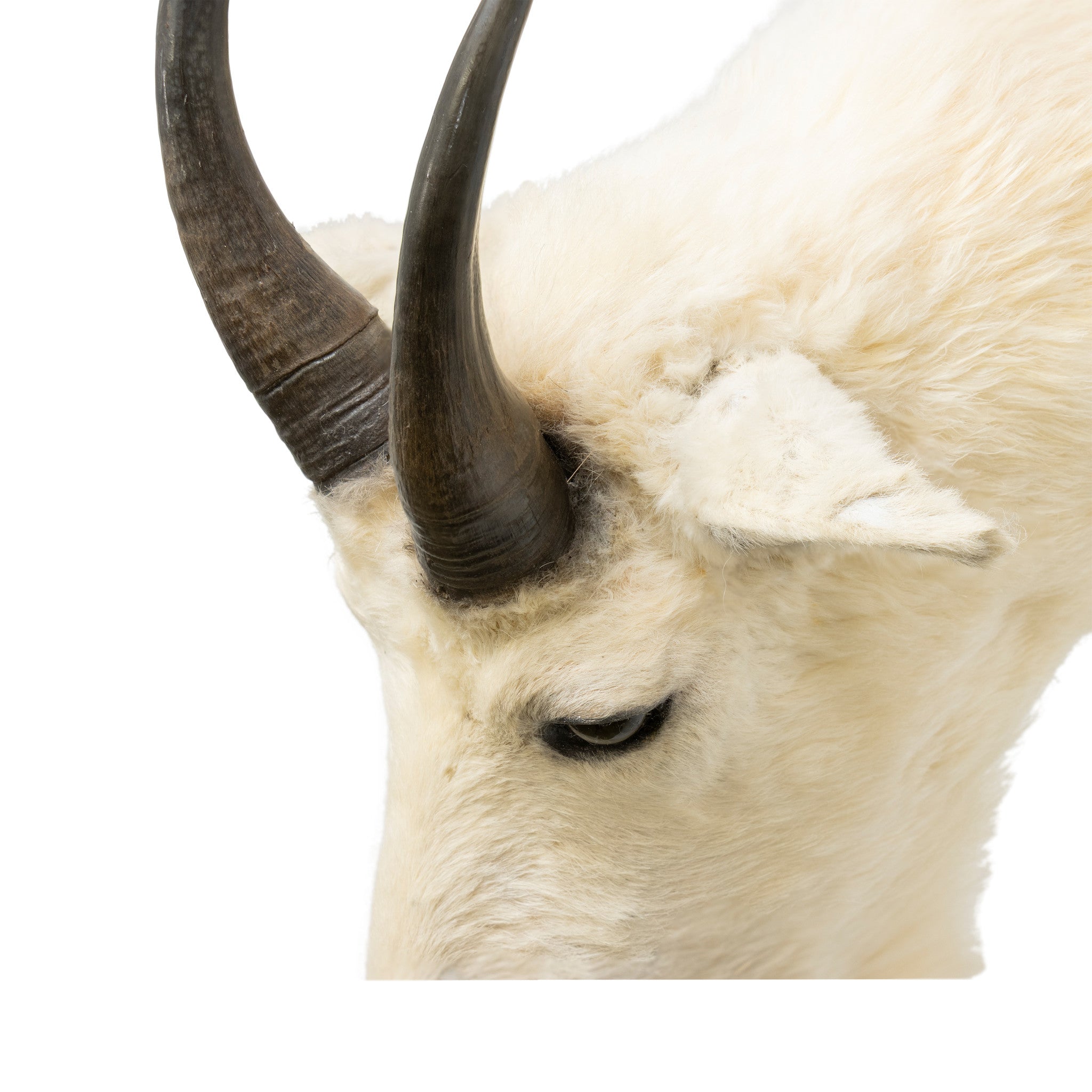Rocky Mountain Goat Shoulder Mount