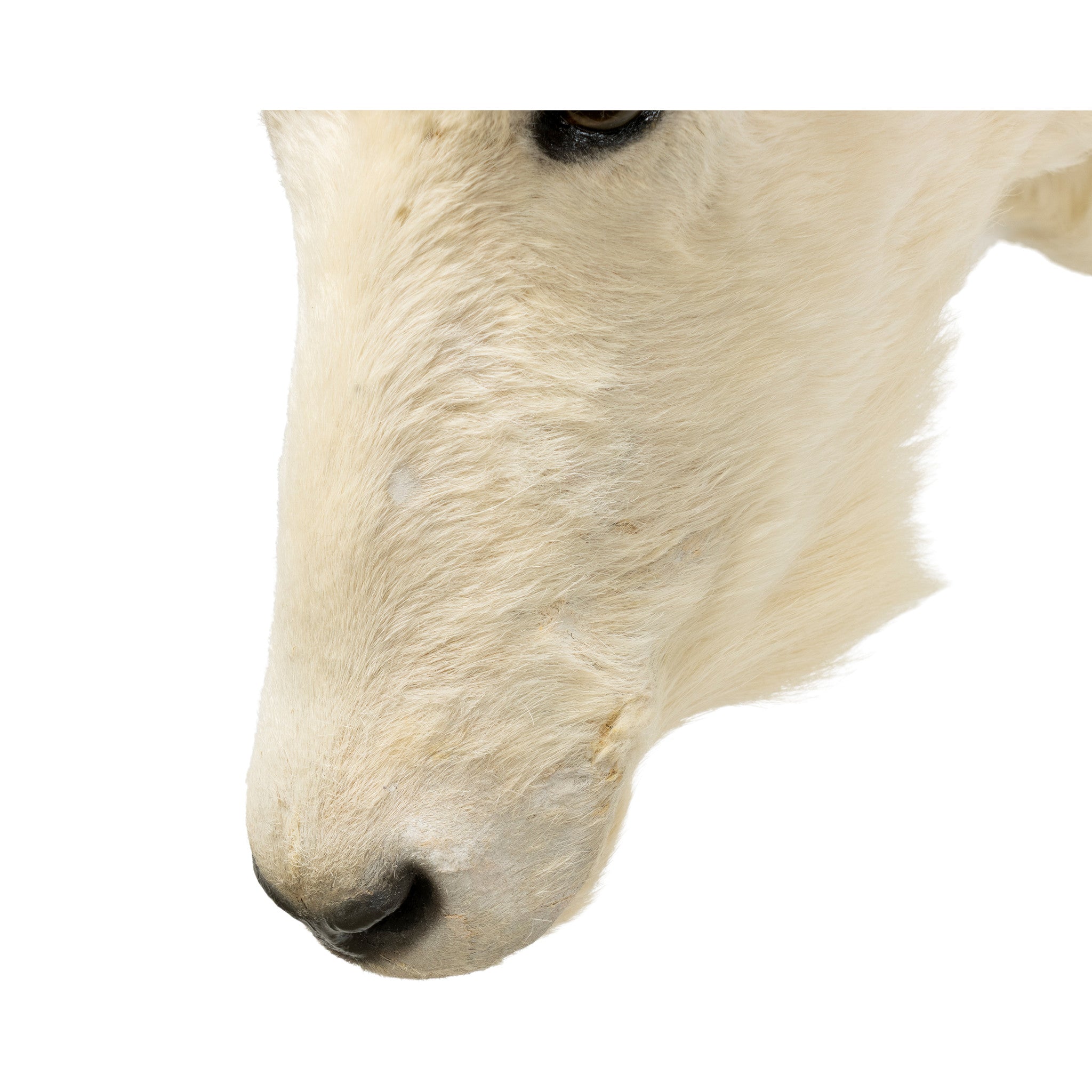 Rocky Mountain Goat Shoulder Mount