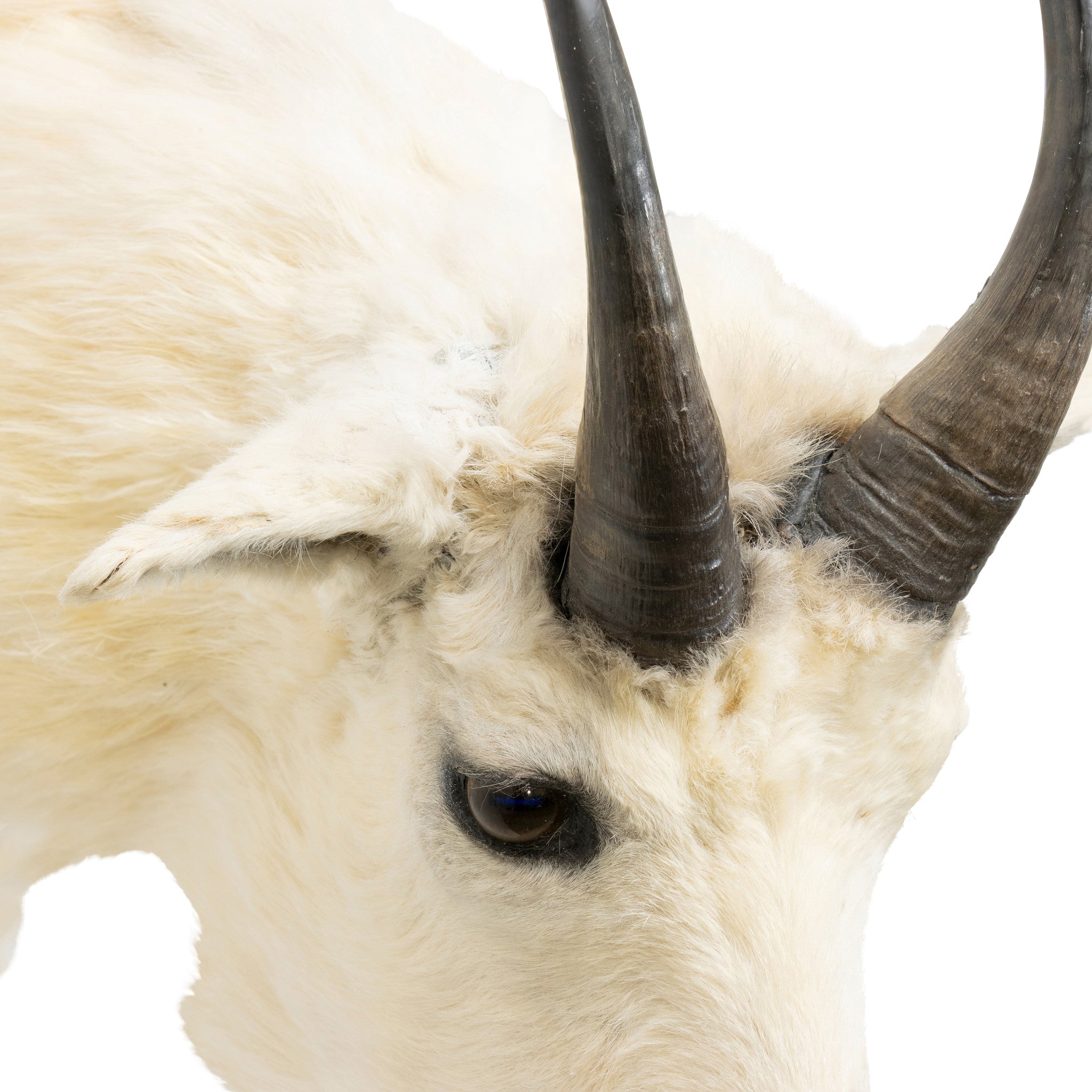 Rocky Mountain Goat Shoulder Mount