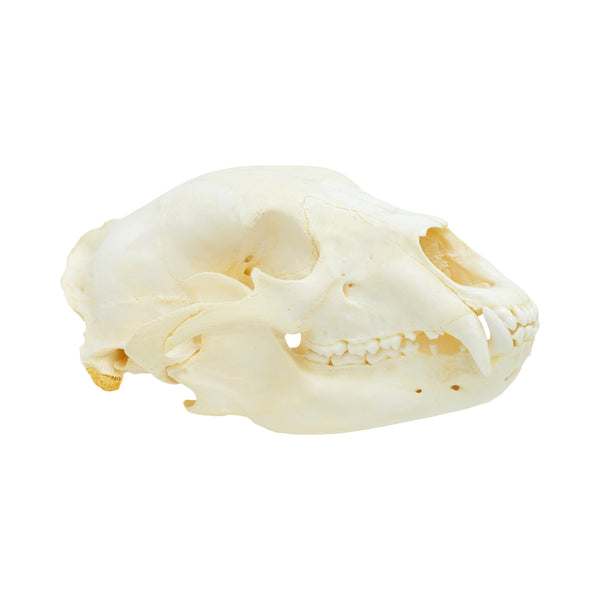 Trophy Black Bear Skull, Furnishings, Taxidermy, Bear