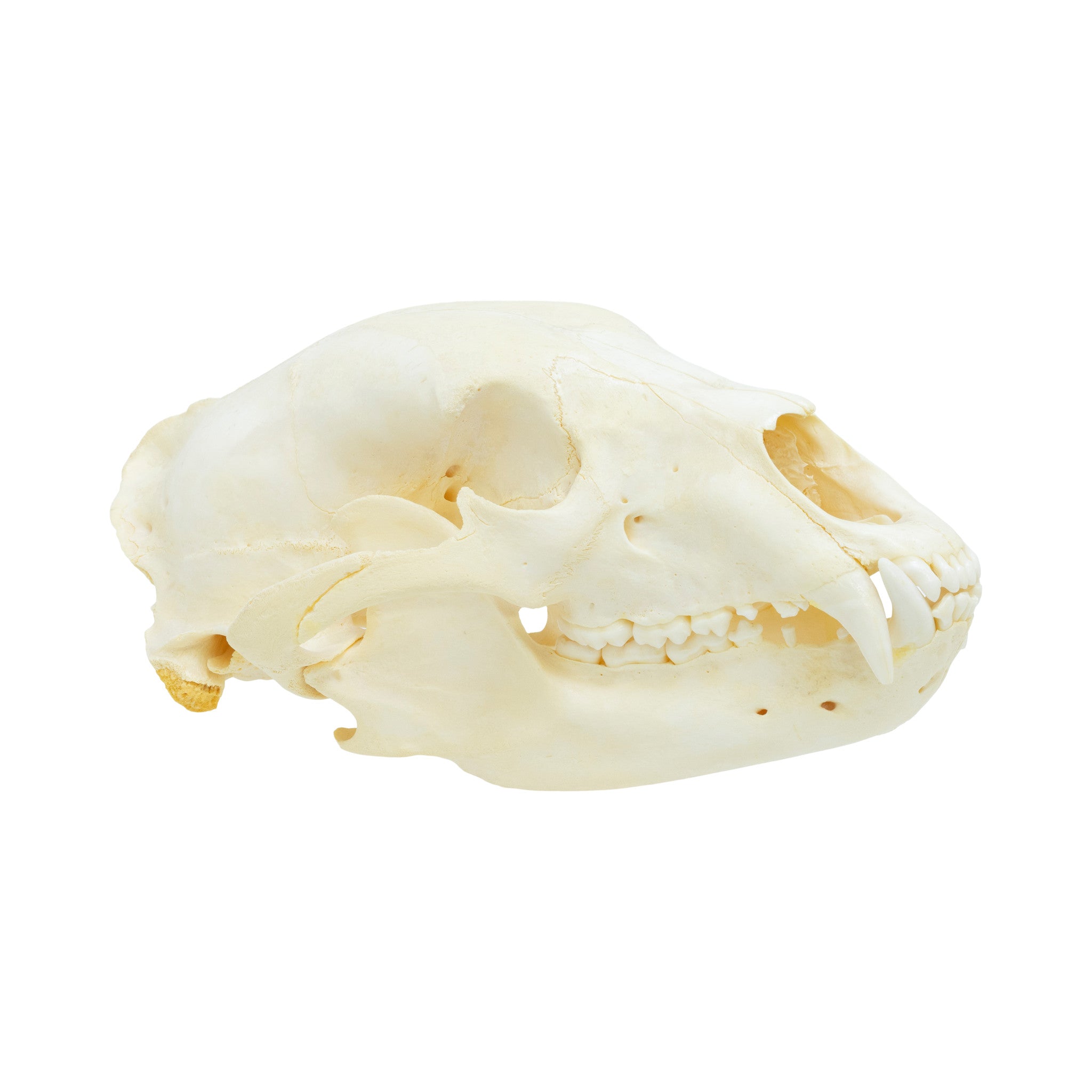 Trophy Black Bear Skull, Furnishings, Taxidermy, Bear