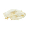 Trophy Black Bear Skull