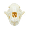 Trophy Black Bear Skull