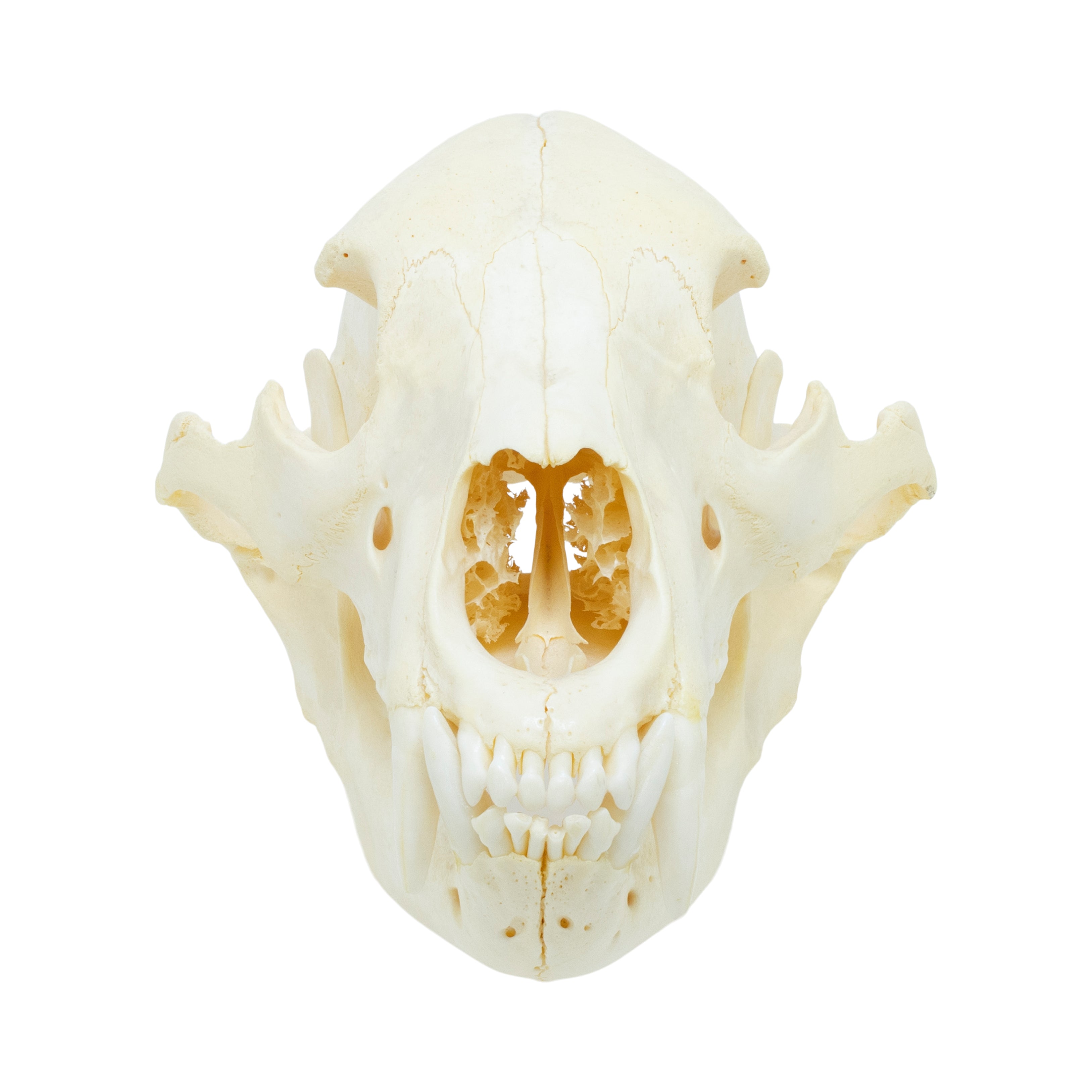 Trophy Black Bear Skull