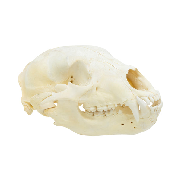 Black Bear Skull, Furnishings, Taxidermy, Bear