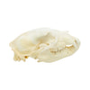 Black Bear Skull