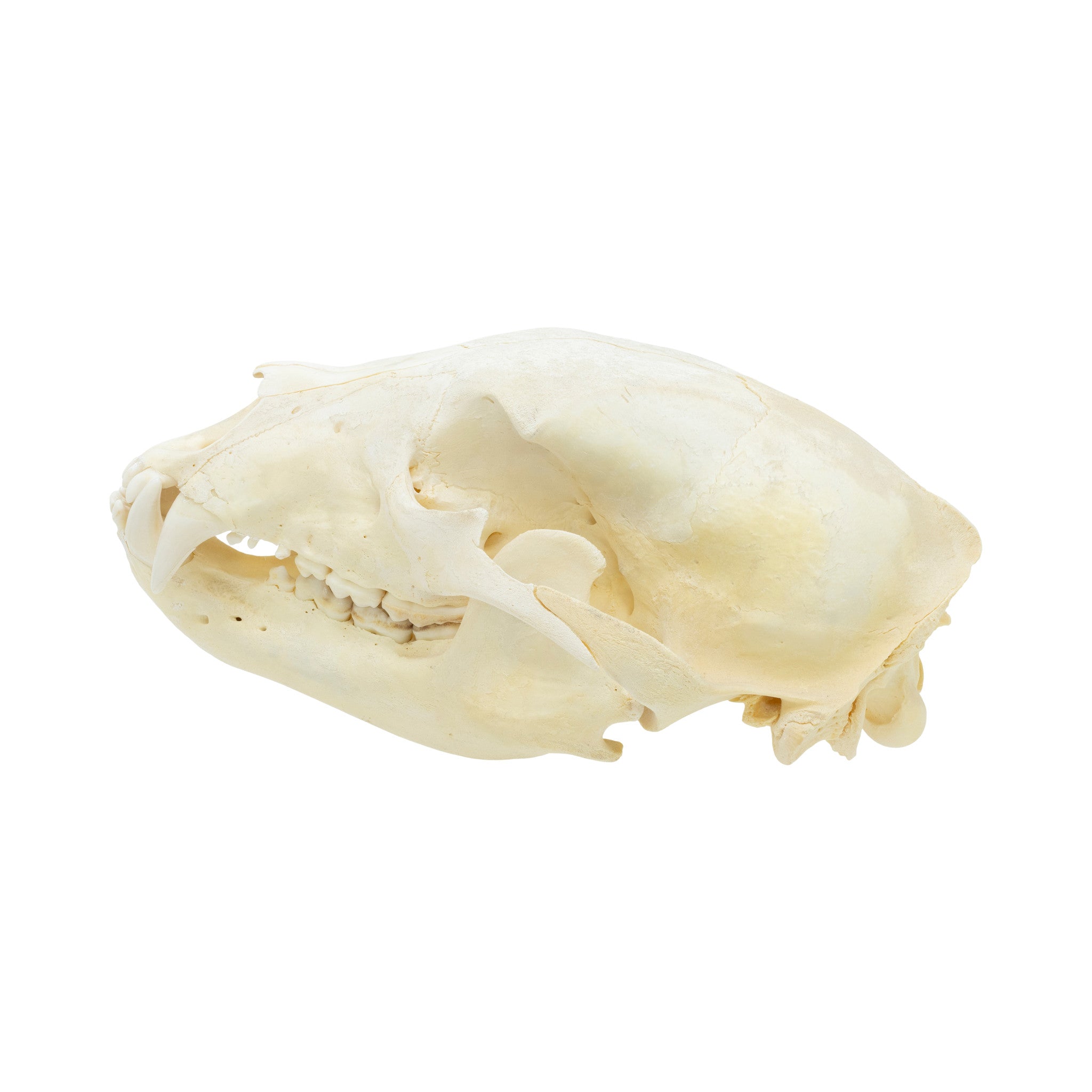 Black Bear Skull