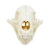 Black Bear Skull
