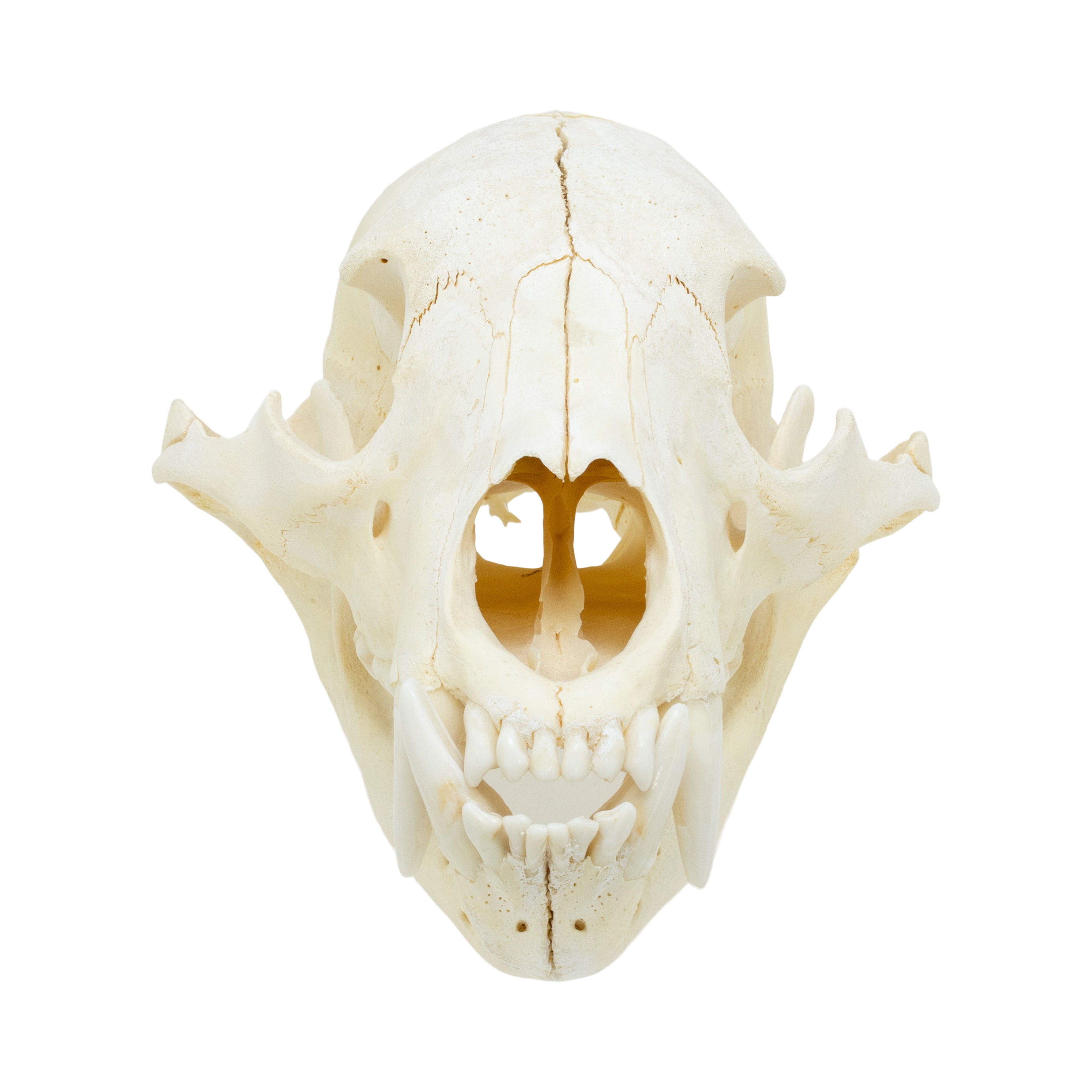 Black Bear Skull