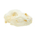 Mountain Grizzly Skull, Furnishings, Taxidermy, Bear