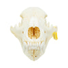 Mountain Grizzly Skull
