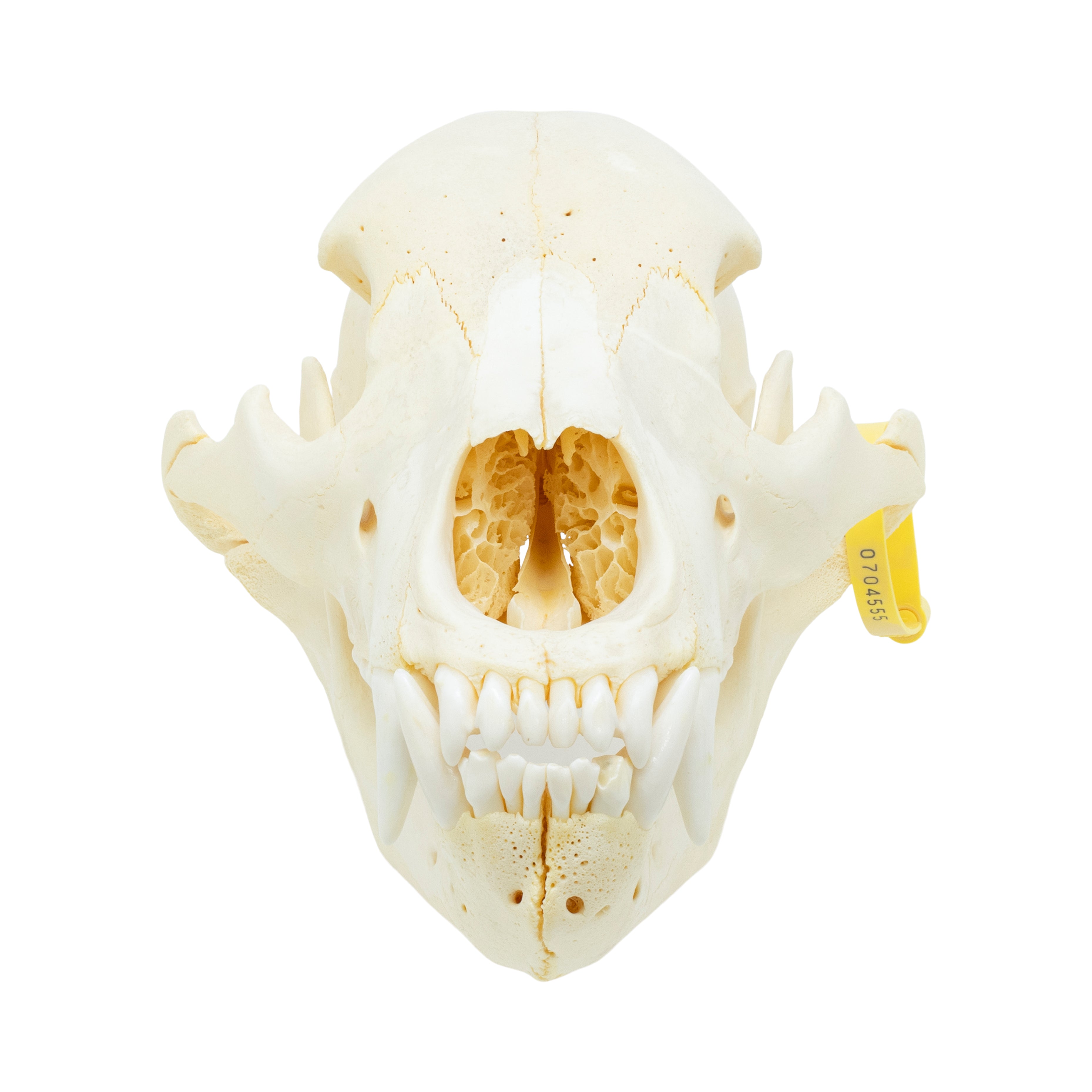 Mountain Grizzly Skull